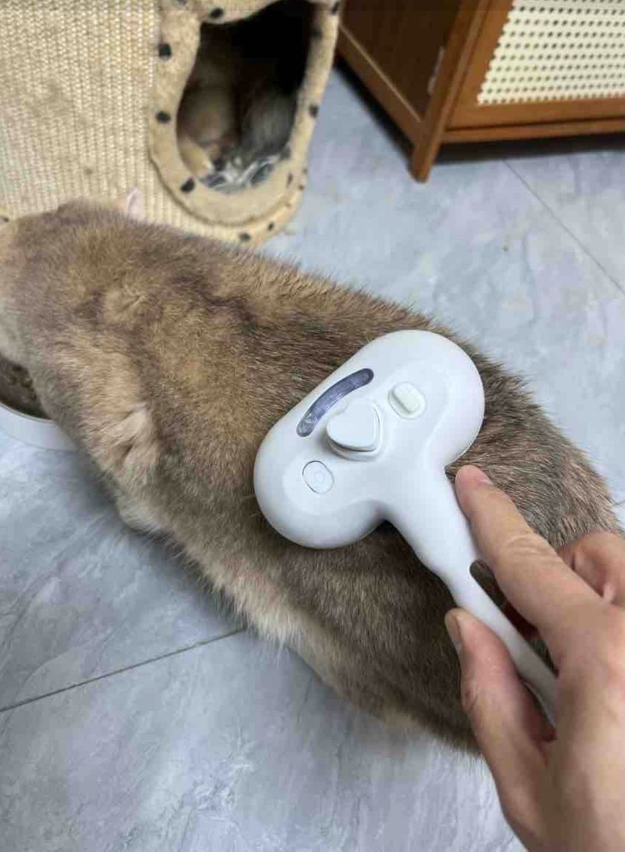 Foto cliente: Aeriva Soffio usata su un gatto grigio